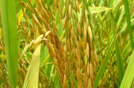 隆晶優(yōu)華占水稻栽培技術(shù)要點(diǎn)，4月中下旬播種