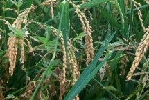 萬豐優(yōu)1577水稻栽培技術要點，全生育期136.2天