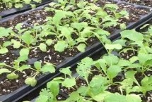 大白菜秋季如何管理，常見病害有霜霉病、軟腐病、黑斑病