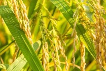 慶林175水稻栽培技術(shù)要點，7月上中旬注意防治二化螟