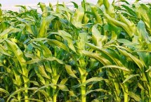 松糯9號(hào)玉米栽培技術(shù)要點(diǎn)，4月下旬至5月上旬播種