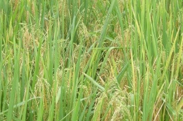 萬香優(yōu)3966水稻栽培技術(shù)要點(diǎn)，每畝有效穗數(shù)15.8萬