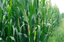 眾信978玉米栽培技術(shù)要點，適宜播期為6月10~20日