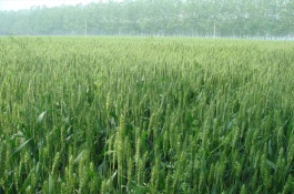 龍輻麥17小麥栽培技術(shù)要點，在適應(yīng)區(qū)3月末至4月初播種