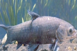 青魚(yú)能吃玉米粒嗎，幼魚(yú)階段吃浮游動(dòng)物