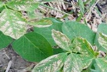 黃豆的種植技術(shù)，可追施肥料促進(jìn)植株恢復(fù)生長(zhǎng)