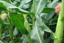 CD11玉米栽培技術(shù)要點(diǎn)，中早熟品種