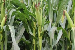 三北21玉米栽培技術(shù)要點(diǎn)，種植密度3500株/畝左右