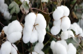 邯6305棉花栽培技術(shù)要點(diǎn)，每畝種植密度