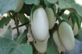 蛋樹的生長環(huán)境，浸種晾曬后再播種