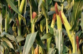 鐵南17號玉米栽培技術(shù)要點，注意防治彎孢菌葉斑病