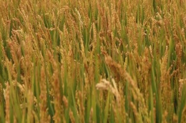 桂育11號水稻栽培技術(shù)要點(diǎn)，適時播種