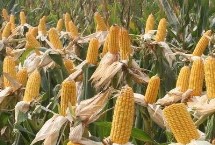 皇金翠7號玉米栽培技術(shù)要點，適宜播種期4月中旬至6月上旬