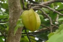 種植技術(shù)，可嫁接繁殖也可壓條繁殖