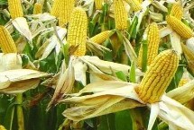 斯達糯47玉米栽培技術要點，該品種喜肥水