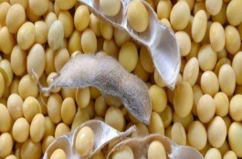 吉育87號(hào)大豆品種基本信息，出苗至成熟122天