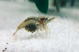 黑殼蝦抱卵多久生小蝦，出生2-3個(gè)月就可以發(fā)育成熟