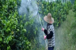 雨后幾個小時可以打農(nóng)藥，農(nóng)藥的種類不同適合的溫度不同