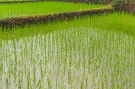 錦稻104水稻栽培技術(shù)要點，生育期159天左右