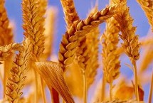 中麥30小麥栽培技術(shù)要點，適宜播期10月5－15日