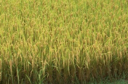昌優(yōu)964水稻栽培技術(shù)要點(diǎn)，一般4月底至5月初播種