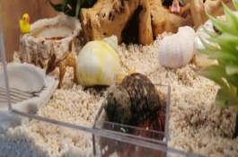 養(yǎng)殖寄居蟹需要注意什么，強行拉出會致死