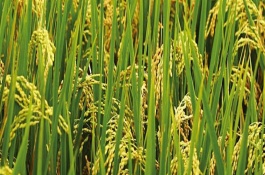 通科39水稻栽培技術(shù)要點(diǎn)，晚熟品種