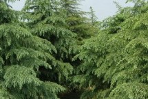 雪松除草方法，噴藥時(shí)要避開樹枝