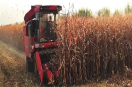 玉米收割機(jī)使用前準(zhǔn)備，相比同類更加省力且維修方便