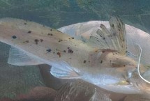 鯰魚分布在什么地方，可能是土鯰、斑鳠或者沙塘鱧