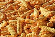 安育607玉米栽培技術(shù)要點(diǎn)，在適應(yīng)區(qū)5月5日左右播種