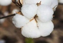 國欣棉32棉花栽培技術(shù)要點，爆發(fā)年份應(yīng)及時防治