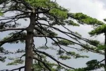 有哪些常見的裸子植物，包括松樹、柏樹、銀杏樹等品種