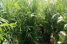 夏威夷竹葉子干枯發(fā)黃怎么辦，生長季節(jié)每個月追施1-2次氮肥