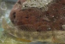 蝦虎魚的飼養(yǎng)方法，不同地區(qū)的售價有較大差異