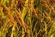 龍源105水稻栽培技術(shù)要點，該品種主莖11片葉