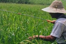 變異稗草用什么除草劑，可選異丙甲草胺、丁草胺、乙草胺等