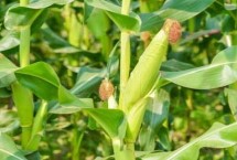 福源玉888玉米栽培技術(shù)要點(diǎn)，春播出苗至成熟127天
