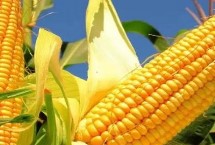 金耕101玉米栽培技術(shù)要點，春播期清明至谷雨節(jié)令播種