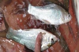 鯪魚的生活習(xí)性，是常見的中下層淡水魚類