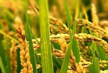 隆兩優(yōu)1377的產(chǎn)量表現(xiàn)，平均畝產(chǎn)482.02千克