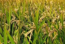 上農粳219水稻栽培技術要點，每畝有效穗15.9萬