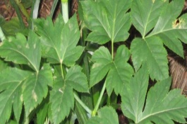 明日葉的形態(tài)特征，經(jīng)過(guò)燙種、浸泡、催芽后再播種