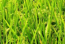 廣美軟占水稻栽培技術(shù)要點(diǎn)，注意防治白葉枯病