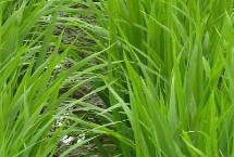 龍王糯81水稻栽培技術(shù)要點，4月中旬至5月上旬播種