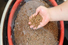 如何選擇有機蔬菜種植基地，用溫水浸泡后再放入容器中并覆蓋濕毛巾
