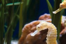 動物有沒有無性繁殖，不同種類的繁殖方式各有差異