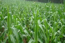 玉單2號玉米栽培技術(shù)要點(diǎn)，苗期注意防治灰飛虱