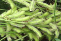 道秋39大豆栽培技術(shù)要點(diǎn)，6月20日前播種