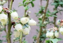 藍(lán)莓能否冷凍保存，通常不會(huì)開(kāi)出黃色花